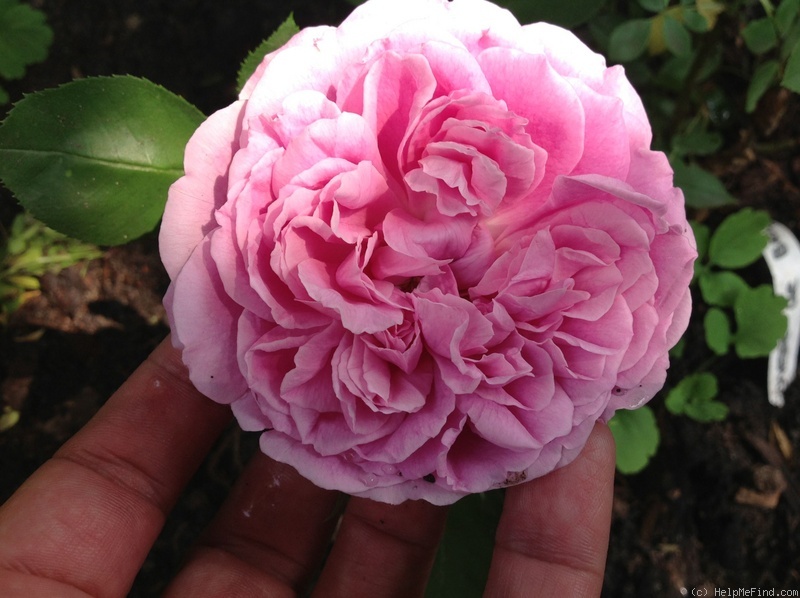 'Duchesse de Bragance (hybrid perpetual, Verdier, 1886)' rose, click to enlarge 'Duchesse de Bragance (hybrid perpetual, Verdier, 1886)' rose photo