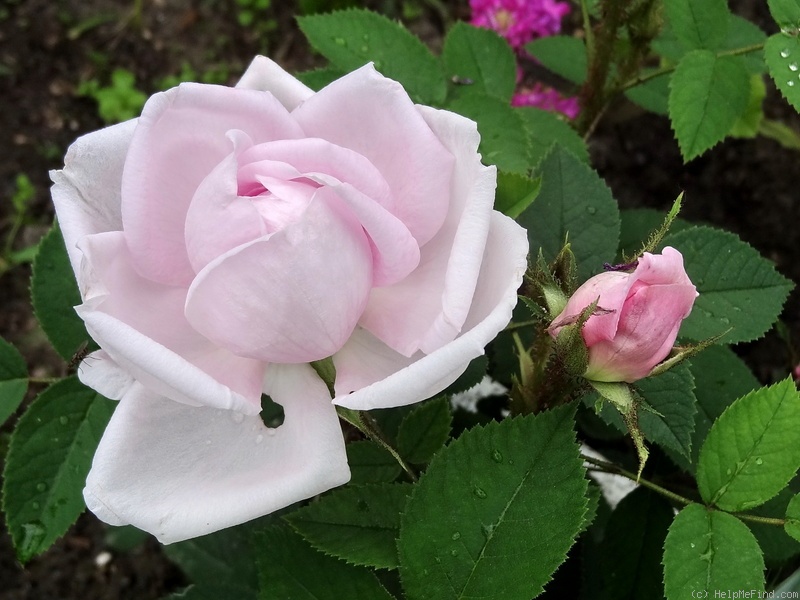 'Madame Louis Lévêque (moss, Lévêque, 1898)' rose photo