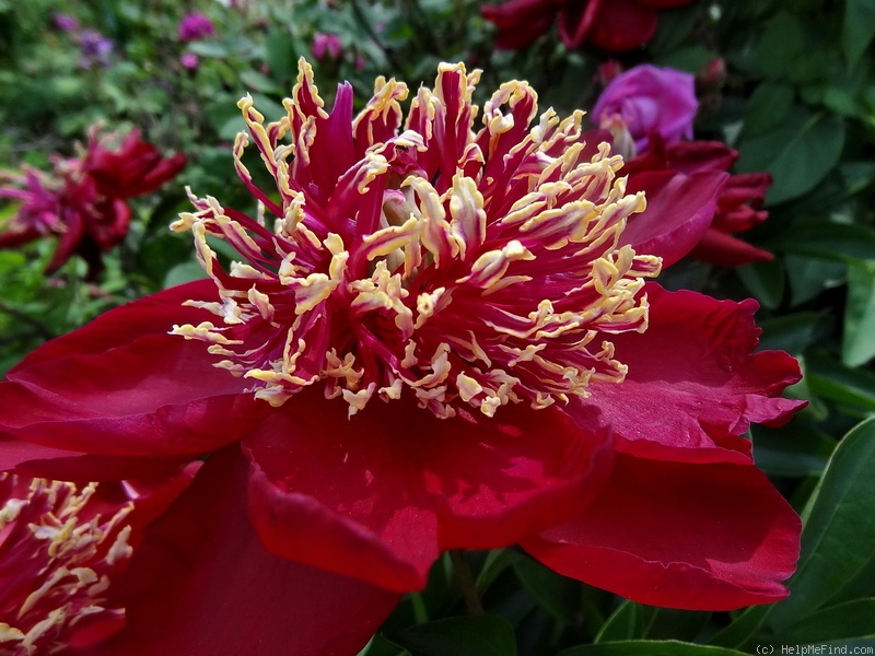 'Charles Burgess' peony photo