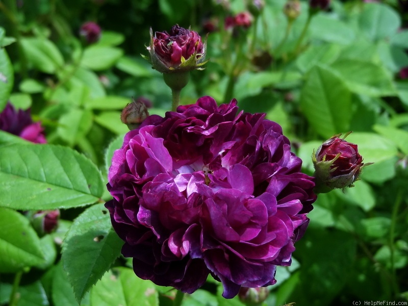 'Orpheline de Juillet (gallica, Unknown, before 1835)' rose photo