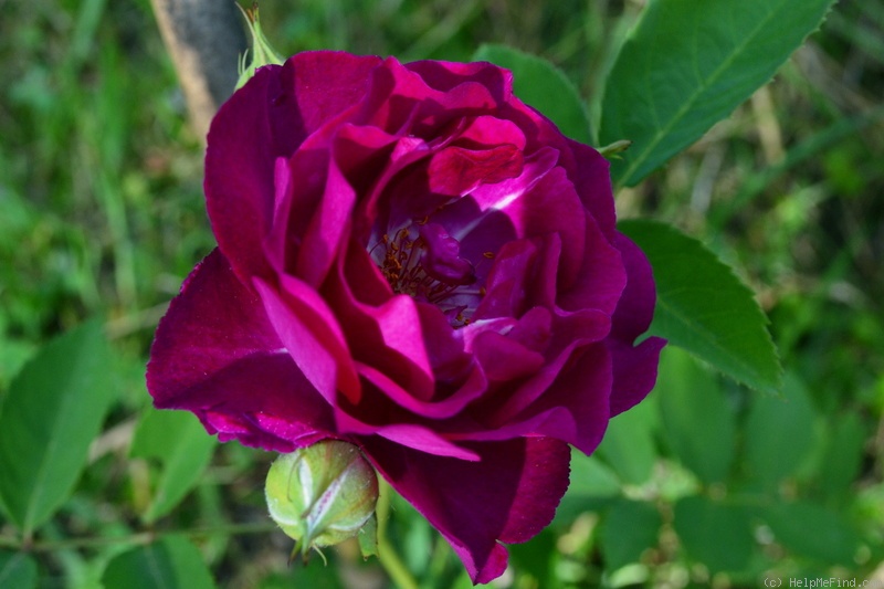'Rosengarten Zweibrücken ®' rose, click to enlarge 'Rosengarten Zweibrücken ®' rose photo