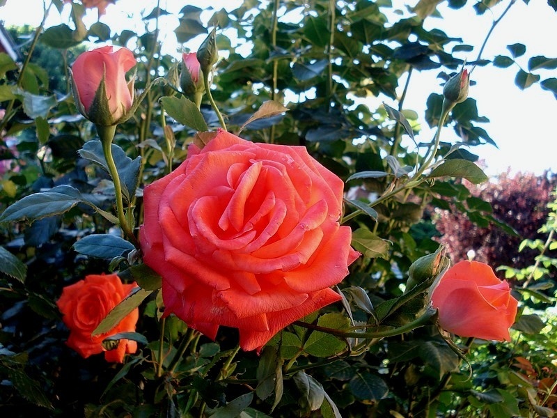 'Spice Twice ™' rose photo