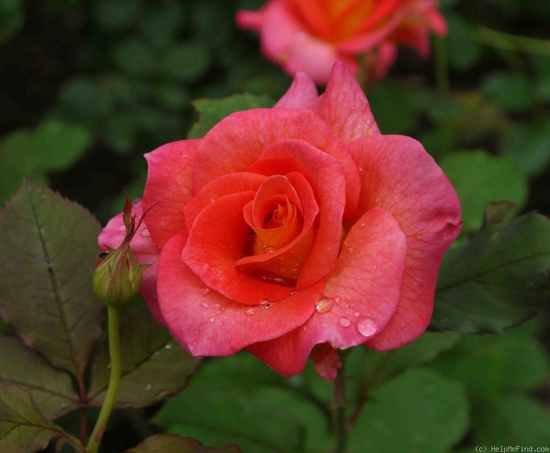 'Mardi Gras ™ (floribunda, Zary 2007)' rose photo