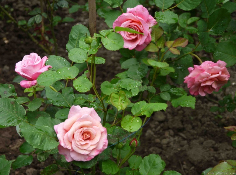 'Agnès Schilliger ®' rose, click to enlarge 'Agnès Schilliger ®' rose photo