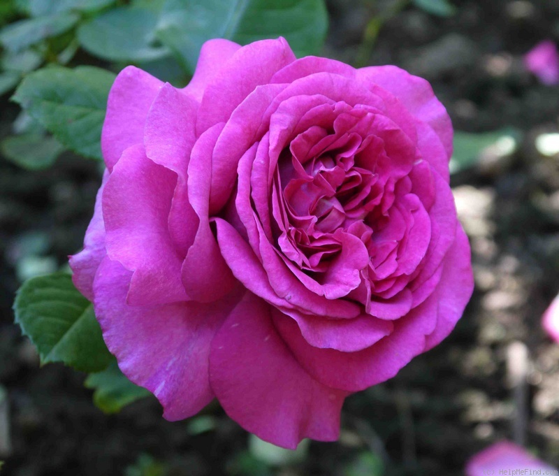 'Chartreuse de Parme' rose photo