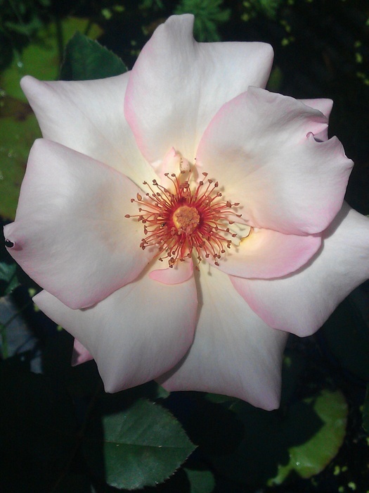 'Madame Butterfly' rose photo