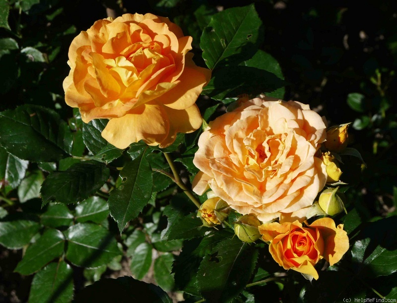 'Goldelse ® (floribunda, Evers/Tantau, 1999)' rose photo