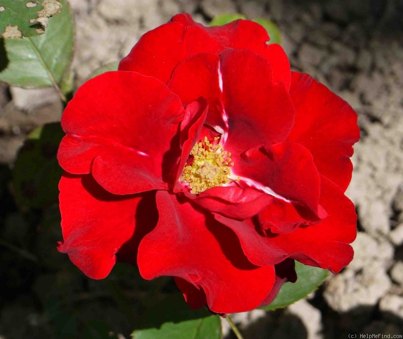'Andersen' rose photo