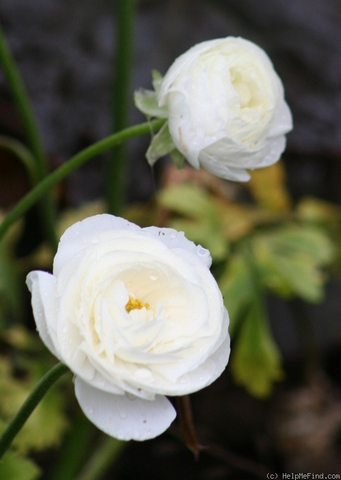 'Lace Cascade' rose photo