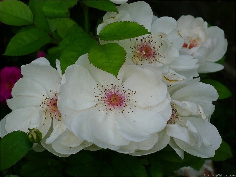 'Jacqueline du Pré (shrub, Harkness before 1986)' rose photo