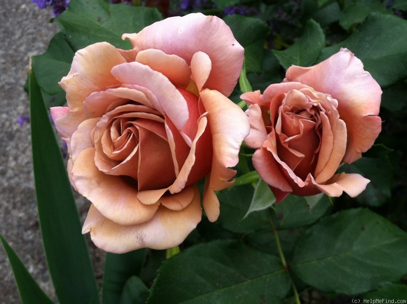 'Koko Loco (floribunda, Bedard, 2010)' rose photo