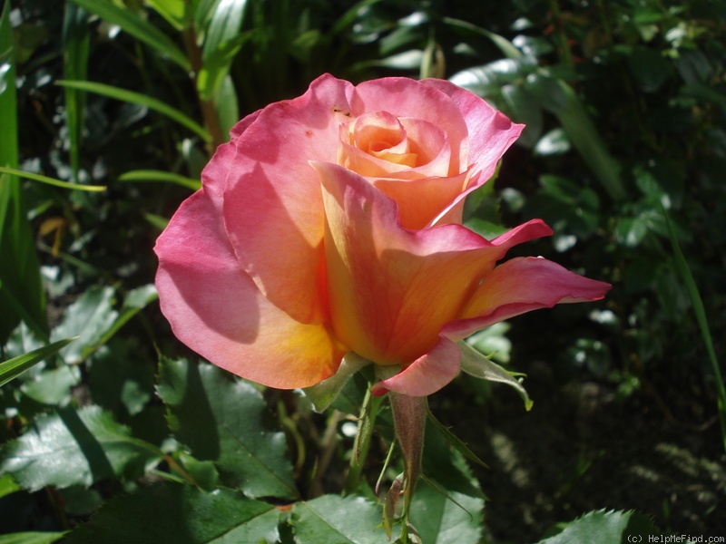 'Granada (hybrid tea, Lindquist, 1963)' rose photo