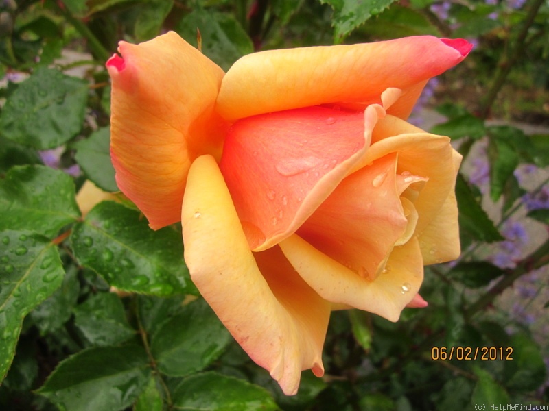 'Belle Époque (hybrid tea, Fryer before 1993)' rose photo