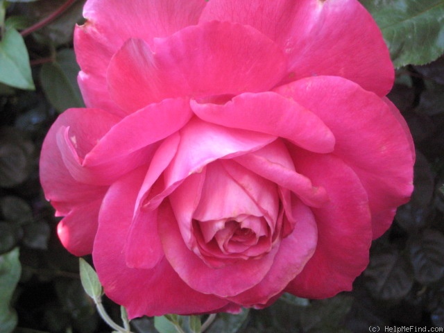 'Girl's Night Out' rose photo
