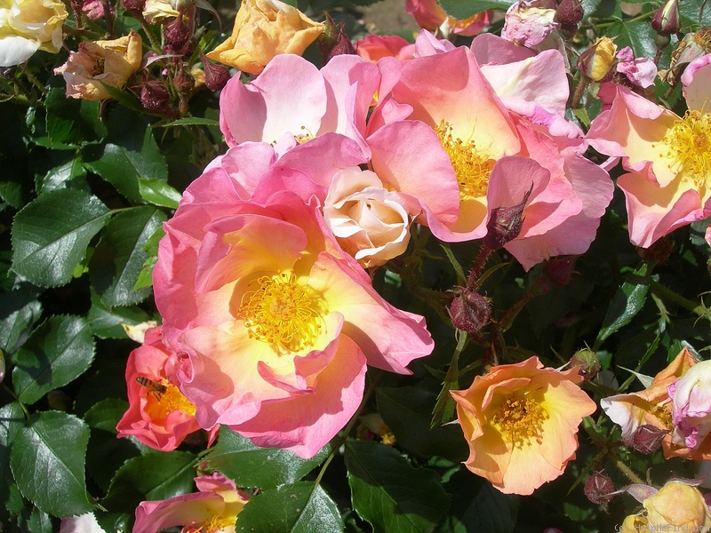 'Lambert Wilson ®' rose photo