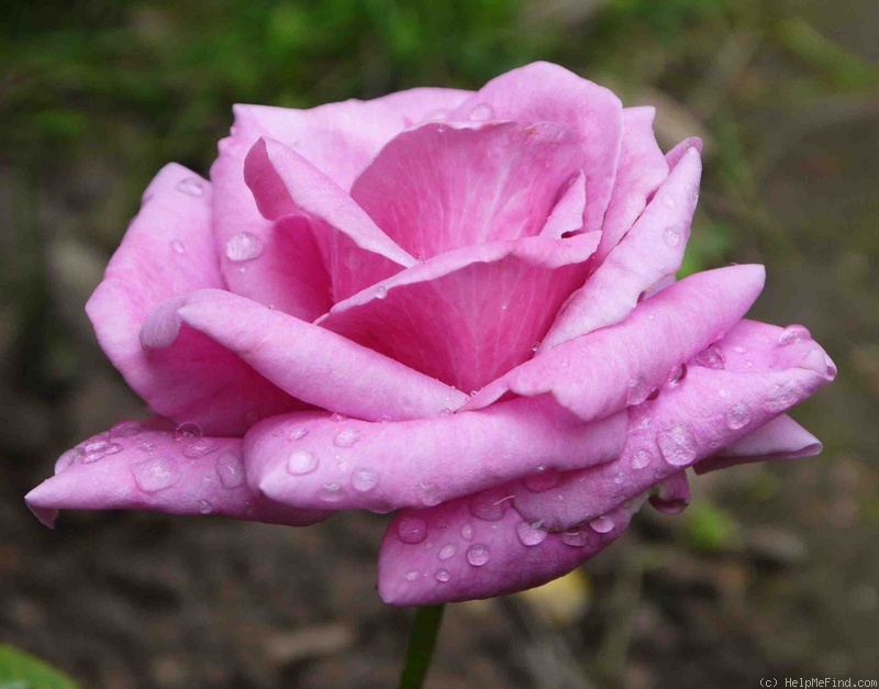 'Eminence ®' rose photo