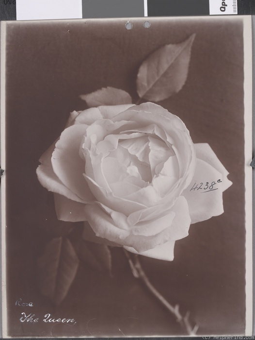 'The Queen (Tea, Dingee & Conard, 1889)' rose photo