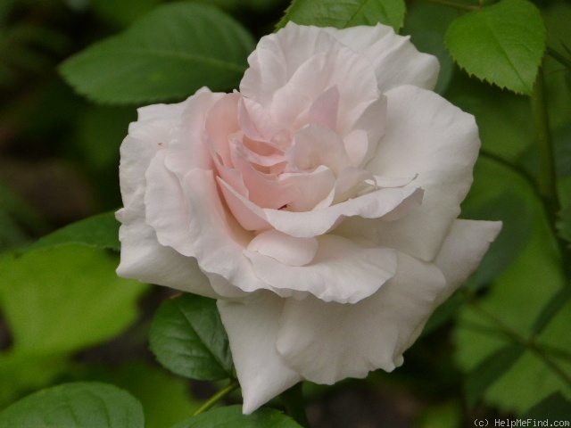 'Graciosa ® (climber, Noack, 2002)' rose photo