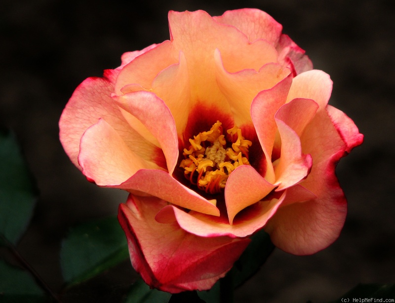 'Alissar, Princess of Phoenicia' rose photo