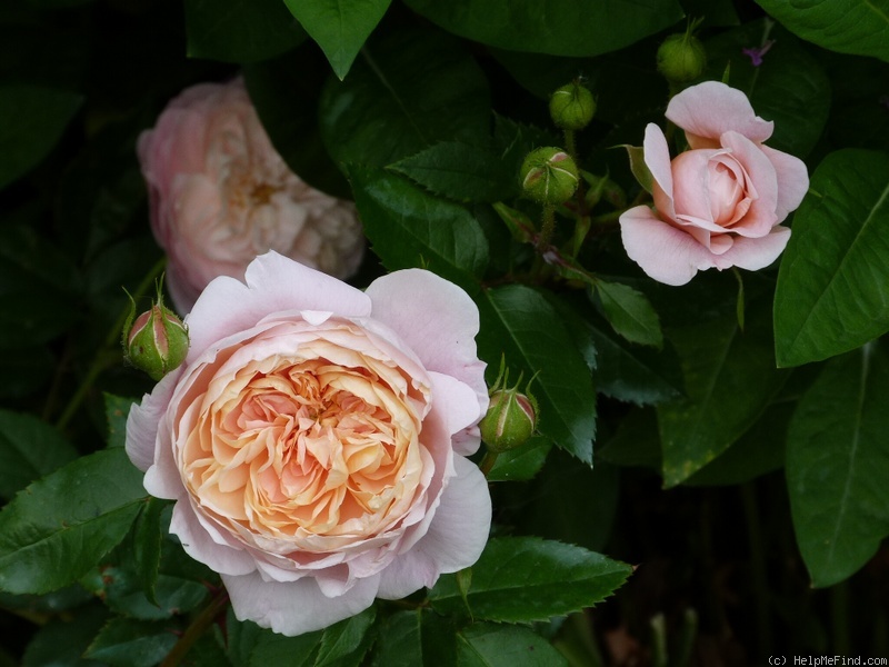 'Colette ® (hybrid tea, Meilland 1994)' rose photo