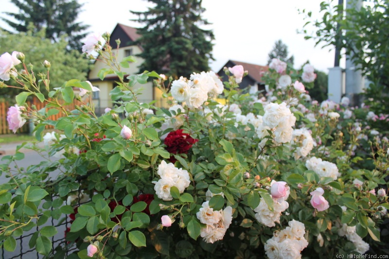 'Ghislaine de Féligonde' rose photo