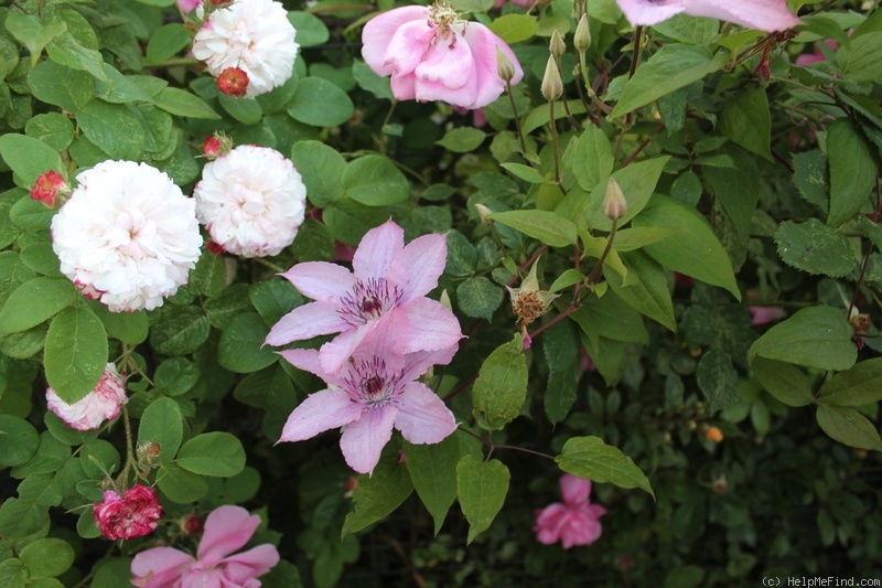 'Léda (damask, Unknown before 1818)' rose photo