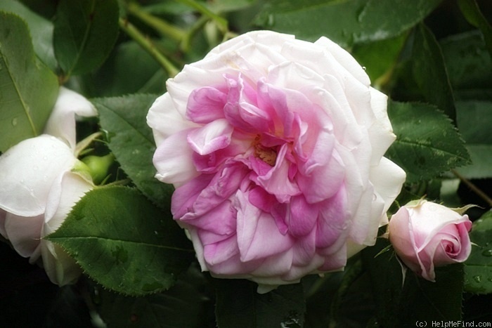 'Blairii No. 2' rose photo