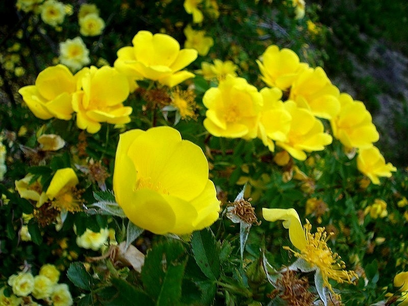 'Capucine jaune' rose photo