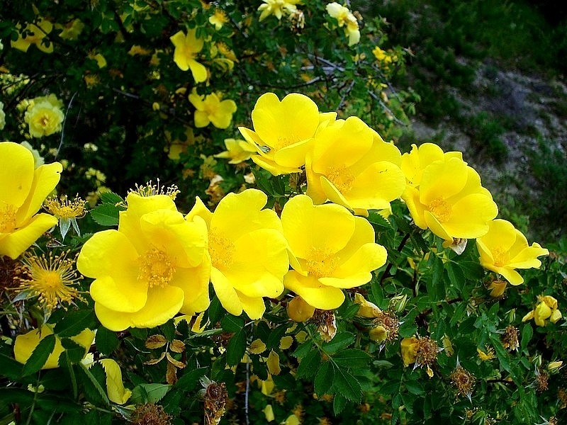 'Capucine jaune' rose photo