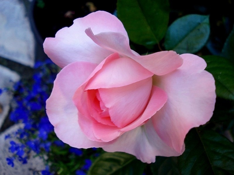 'Eve Ruggieri ®' rose photo
