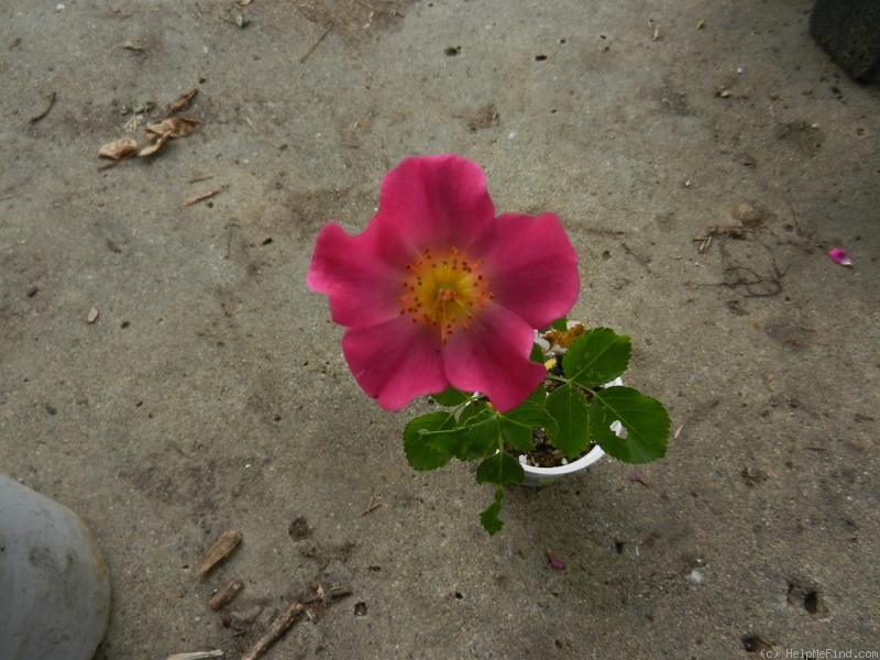 'Carl, André'  photo