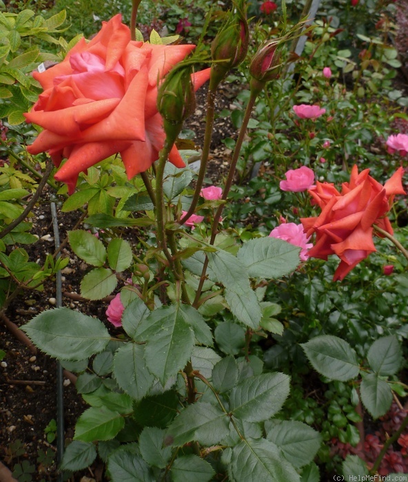 'Altenburg' rose photo