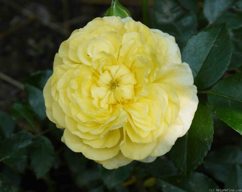 'Solero ® (floribunda, Kordes, 2000/09)' rose photo