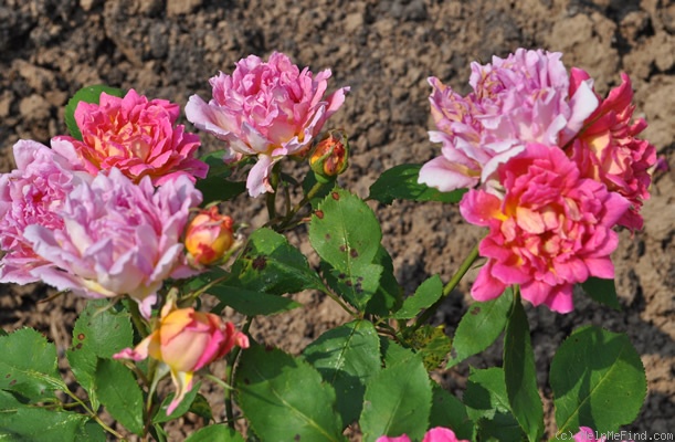 'Bradova Germania' rose photo