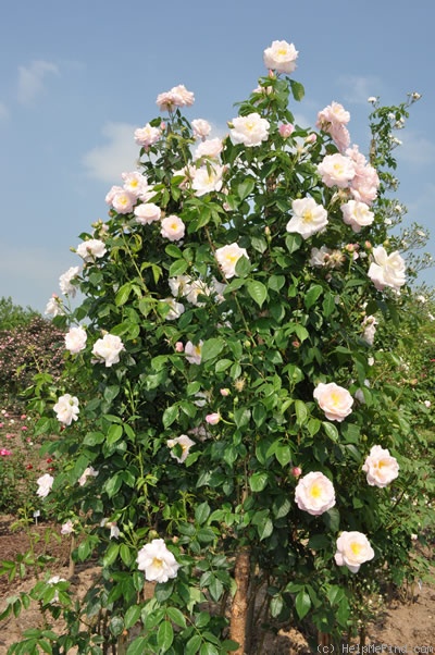 'Julklap' rose photo