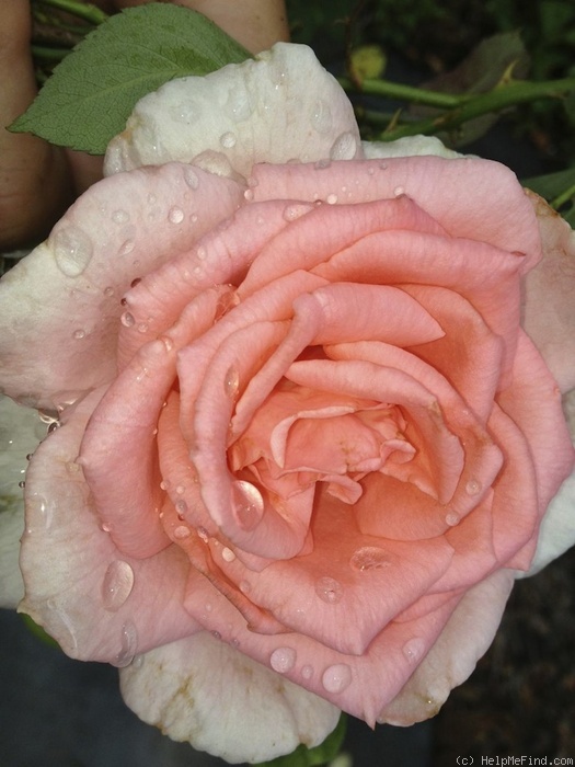 'Belle de la Carnière ®' rose photo