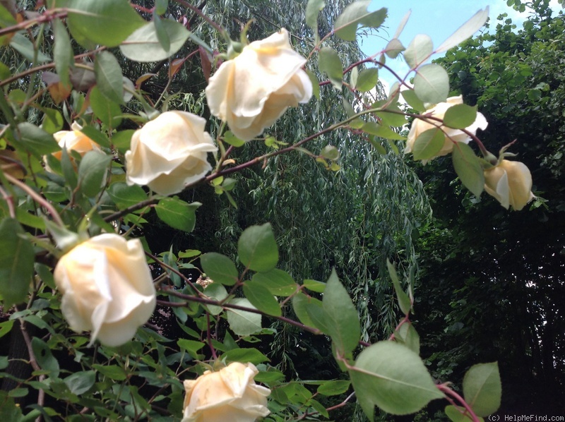 'Lady Hillingdon, Cl. (Tea Cl, Hicks, 1917)' rose photo