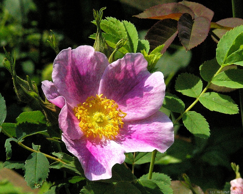 '<i>Rosa arkansana</i> 'Peppermint'' rose photo