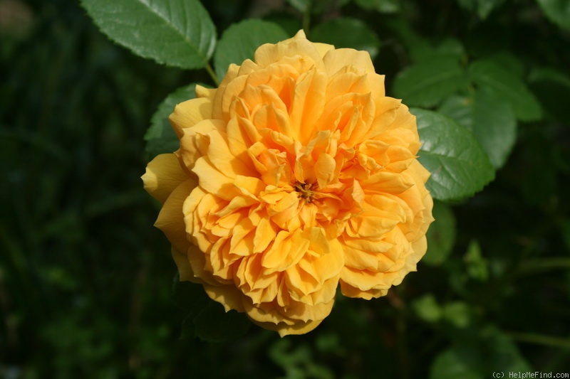 'Leah Tutu' rose photo