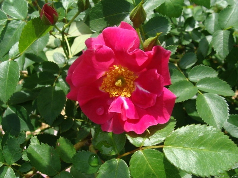 'B5210' rose, click to enlarge 'B5210' rose photo