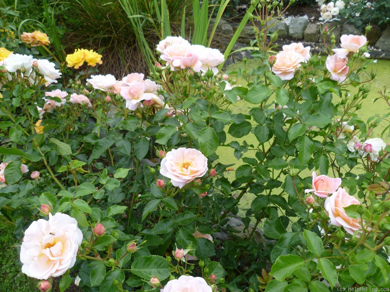 'Isarperle ®' rose photo