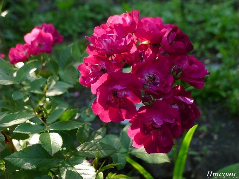 'Ilmenau' rose photo
