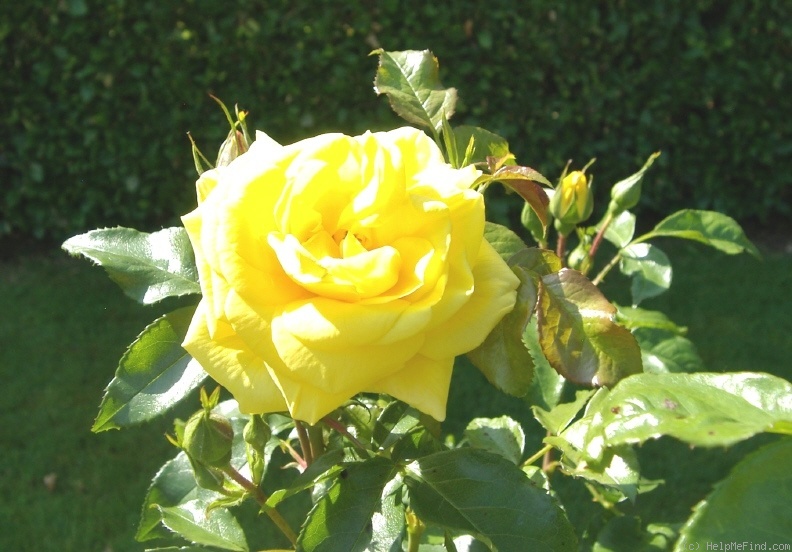 'Emil Nolde' rose photo