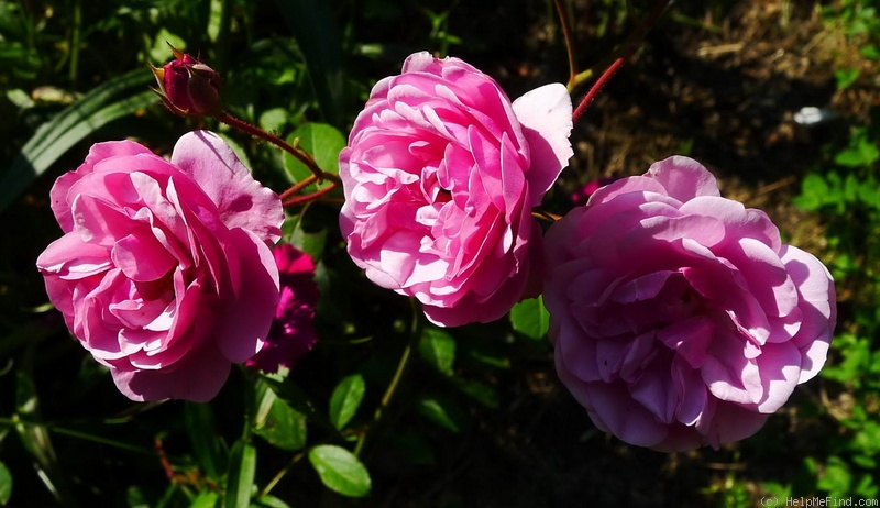 'Cotorrita Real' rose photo