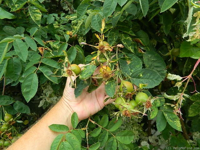 'Dr. Jackson' rose photo