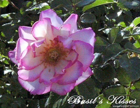 'Basil's Kisses' rose photo