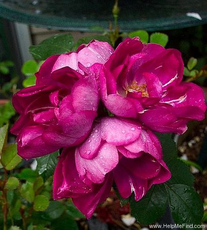 'Violetta (floribunda, Harkness, 1984)' rose photo