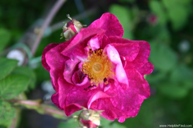 'Alain Blanchard (hybrid gallica, Vibert, 1839)' rose photo