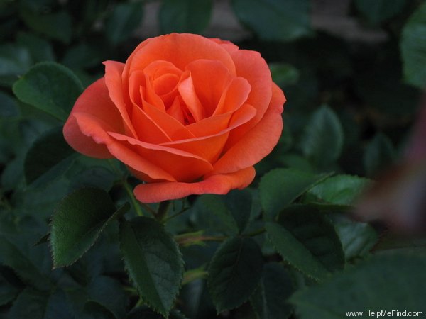 'Betty Harkness' rose photo
