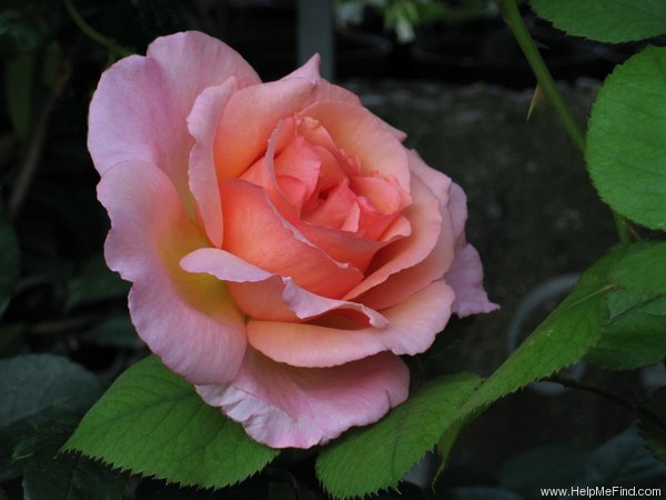 'Compassion ®' Rose